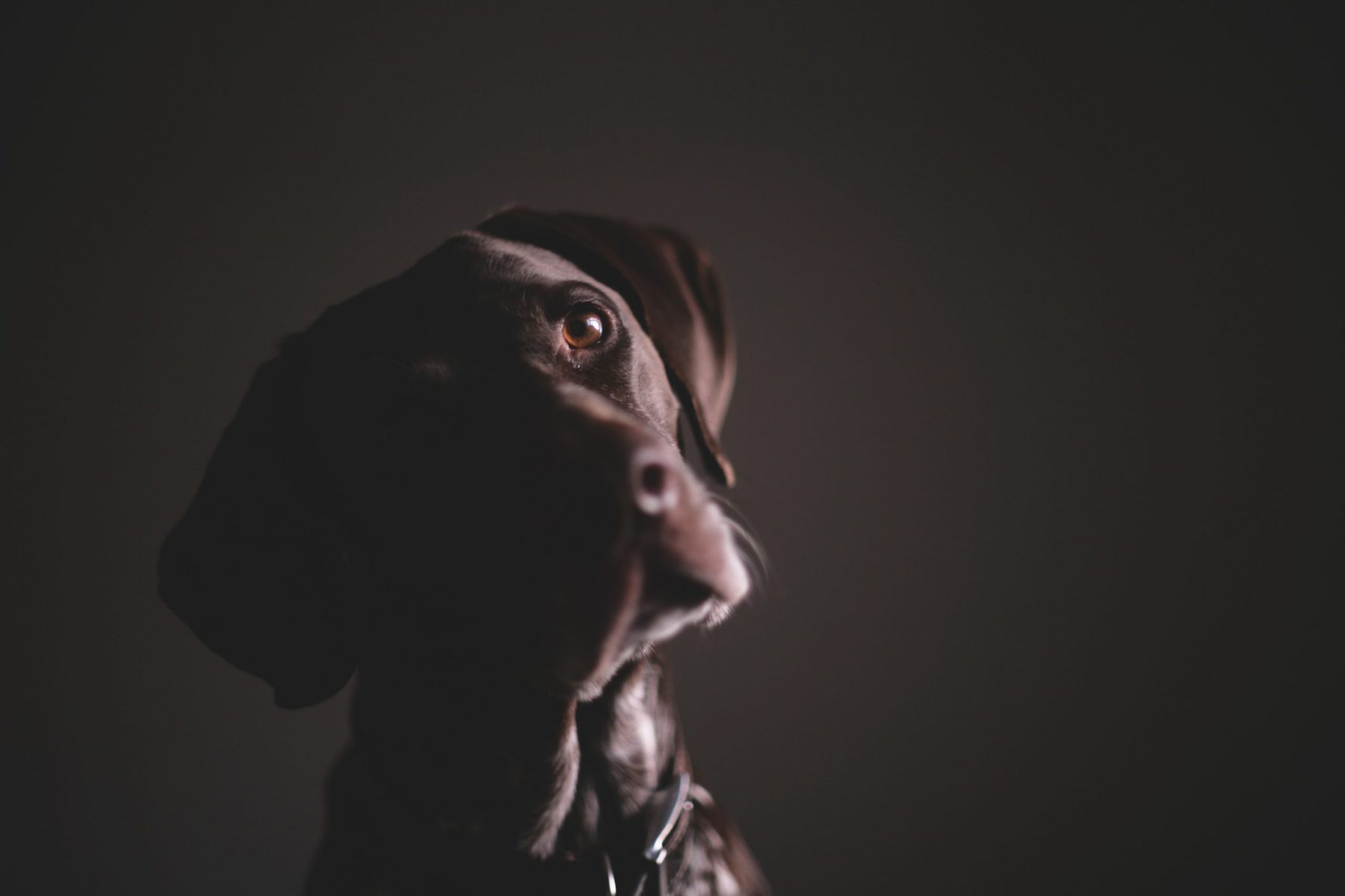 Should you allow pets in your rental property?
